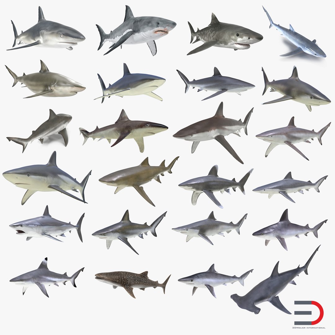 Sharks 3D Models Collection 9 3D model preview
