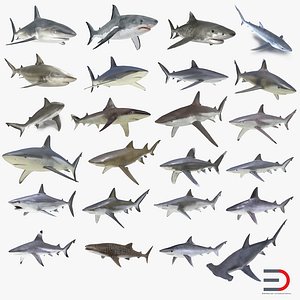 Sharks 3D Models Collection 9