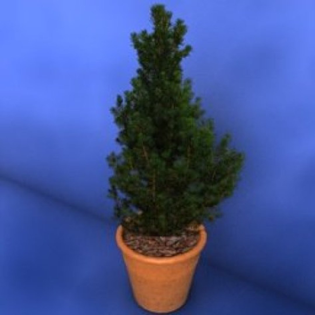 3d library model https://p.turbosquid.com/ts-thumb/oi/wCyoDz/bnvz20my/tanne1/jpg/1372868807/1920x1080/fit_q87/f171587a3c77037c65931d68be3e996ce328fcb3/tanne1.jpg