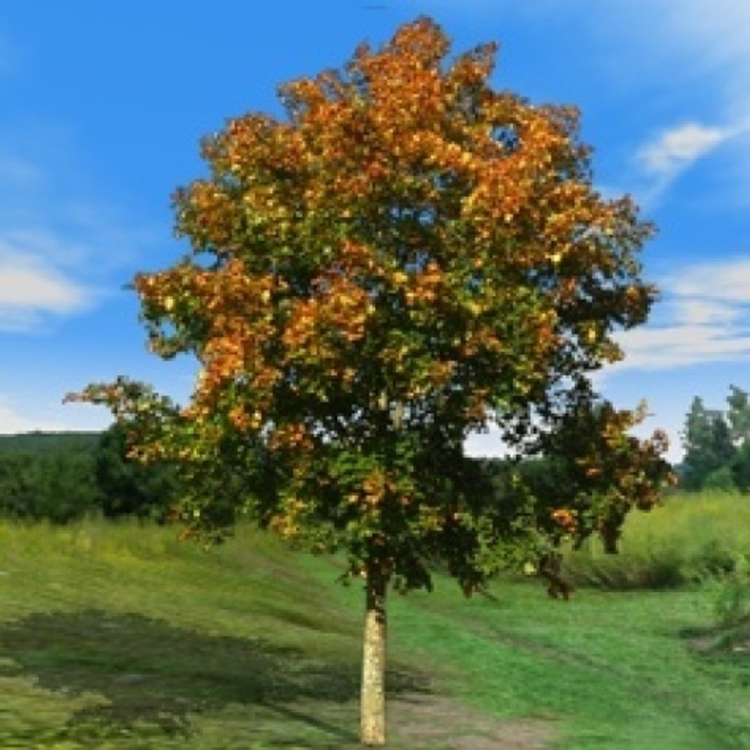 3d library model https://p.turbosquid.com/ts-thumb/oi/wCyoDz/cpmfAzlM/ahorn4/jpg/1372868804/1920x1080/fit_q87/6fd126efb700f2081526d08ff88ccc2dd9287030/ahorn4.jpg