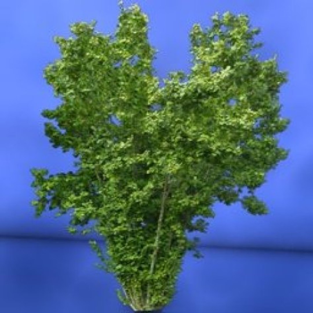 3d library model https://p.turbosquid.com/ts-thumb/oi/wCyoDz/gbV9PinJ/haselnuss2/jpg/1372868806/1920x1080/fit_q87/c0eb5a492c33fcc259f5816b5e0899cf76f4e888/haselnuss2.jpg