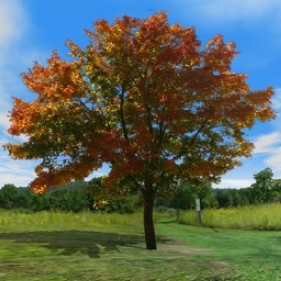 3d library model https://p.turbosquid.com/ts-thumb/oi/wCyoDz/iUVtyLKB/ahorn1/jpg/1372868804/1920x1080/fit_q87/3836578fa8174a3176d38c46353006b55c8600cb/ahorn1.jpg