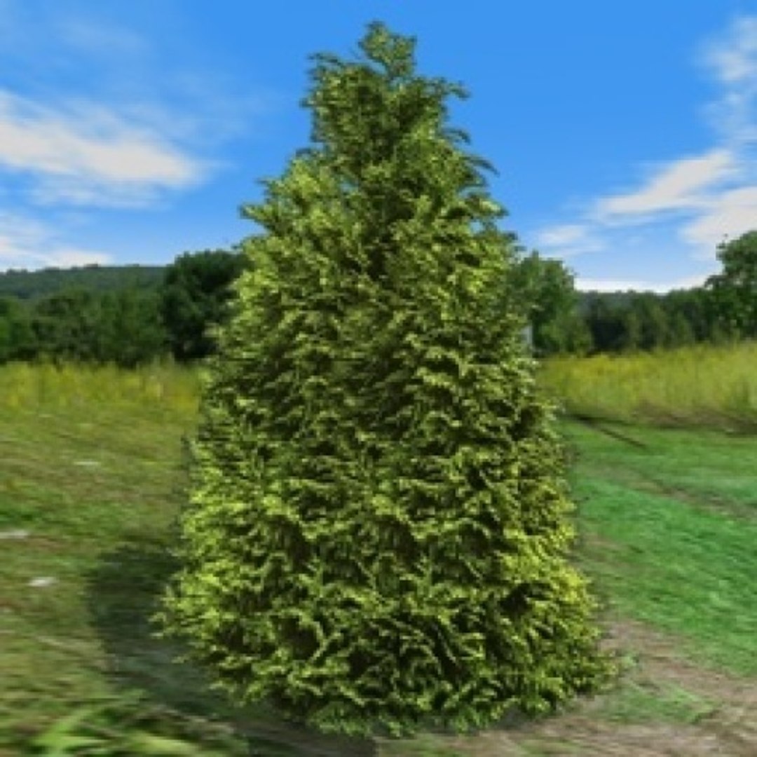 3d library model https://p.turbosquid.com/ts-thumb/oi/wCyoDz/mJXFKUFt/thuja3/jpg/1372868807/1920x1080/fit_q87/cdc1bea9a77b6de5b08d2ac82760ad98e9633480/thuja3.jpg