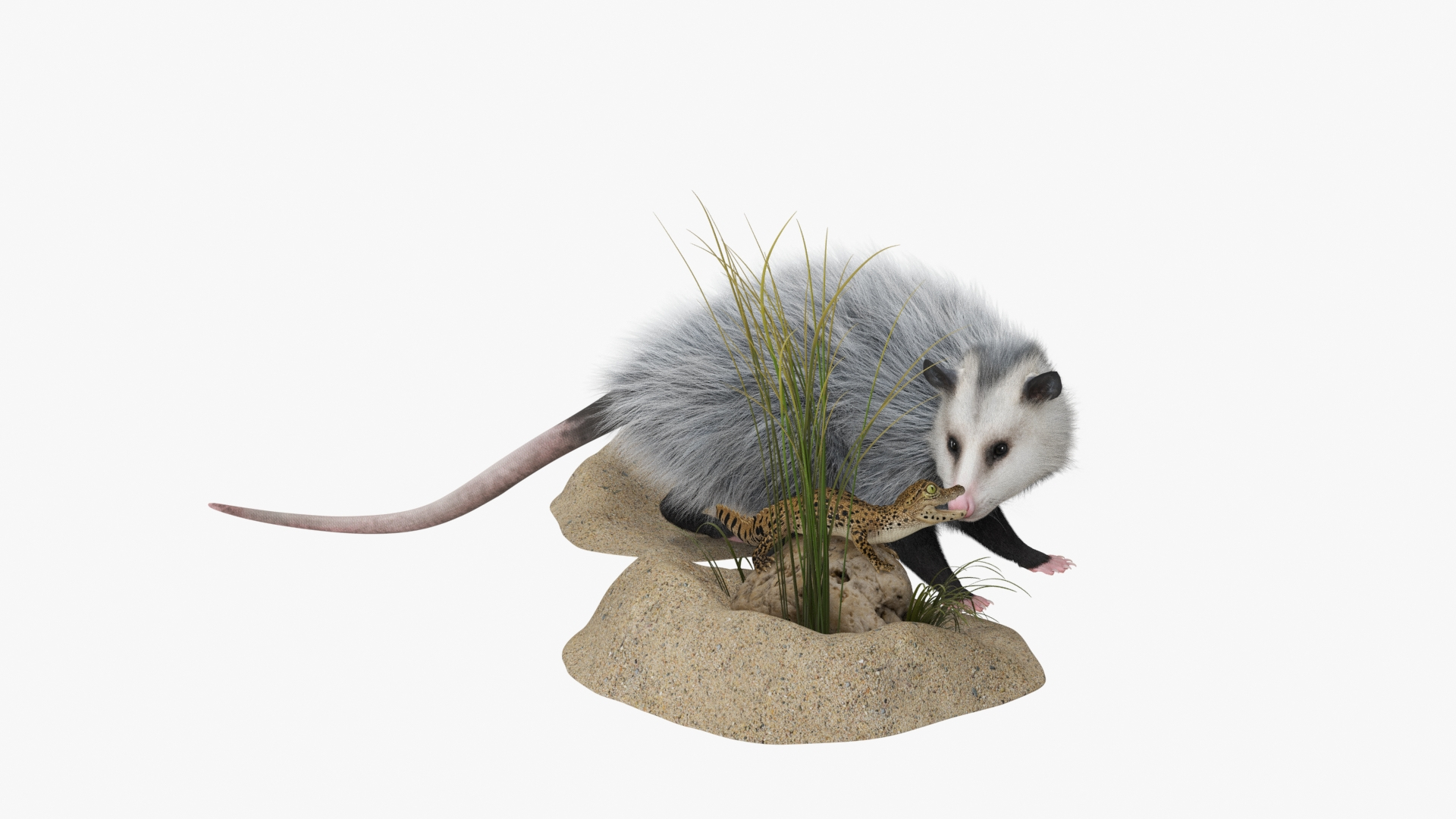 Opossum Hunts Reptile Fur model https://p.turbosquid.com/ts-thumb/oi/xsRMuw/tc/opossum_hunts_reptile_fur_360/jpg/1746081388/1920x1080/turn_fit_q99/b8c3596144b6456e7b2c5a2ae2f5b5892987a751/opossum_hunts_reptile_fur_360-1.jpg