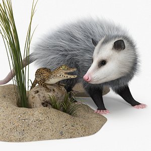Opossum Hunts Reptile Fur model