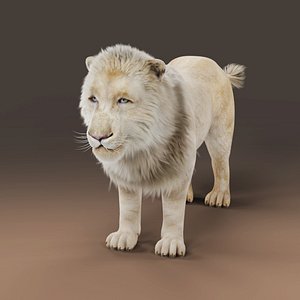 3D 3D Fur White NO Lion Rigged