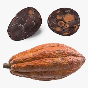 cocoa bean fruit 3D model