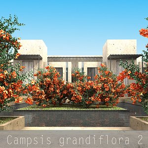 Campsis grandiflora 2