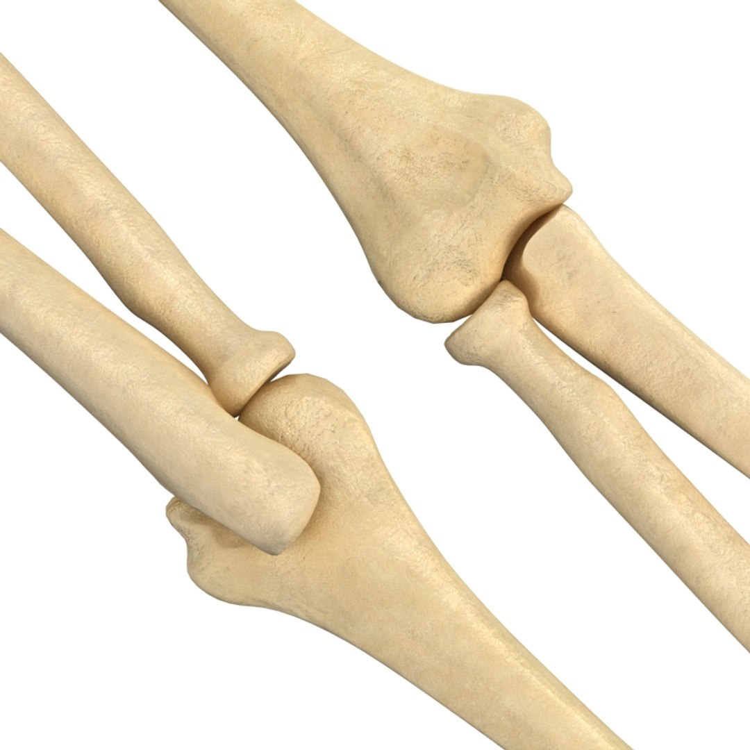 3d Elbow Joint Configuration Bones