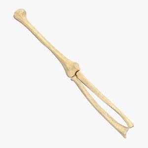 Elbow Joint Bone Configuration
