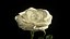 rosa branca animada