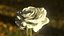 rosa branca animada