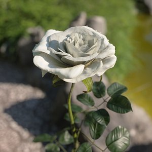 White rose animated 3D model