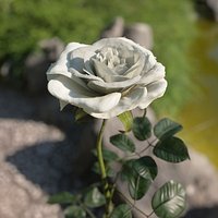 White rose animated