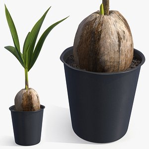 3D Potted Coconut Palm Seedling Plant with Pot Fur model