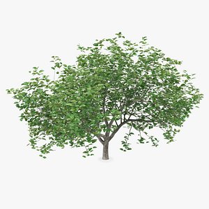 3D small evergreen tree green
