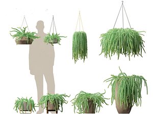 3D model Sedum Morganianum - Burros Tail