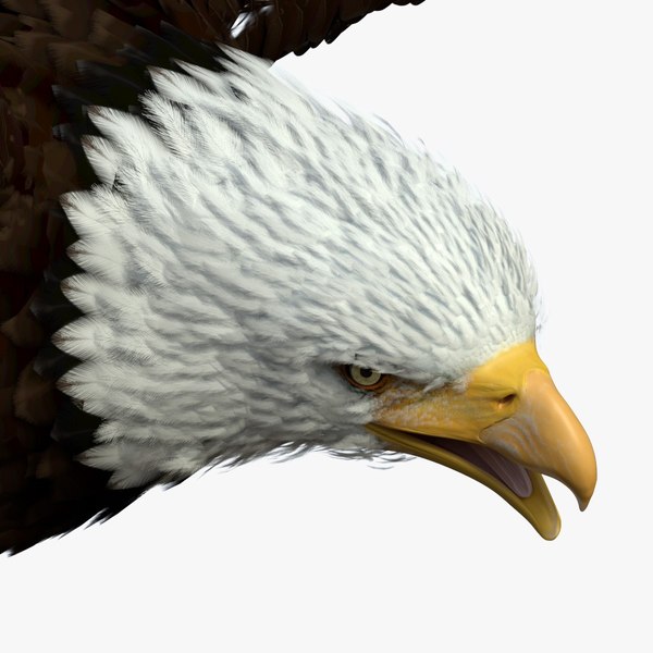 3D Realistic Bald Eagle Rigged model