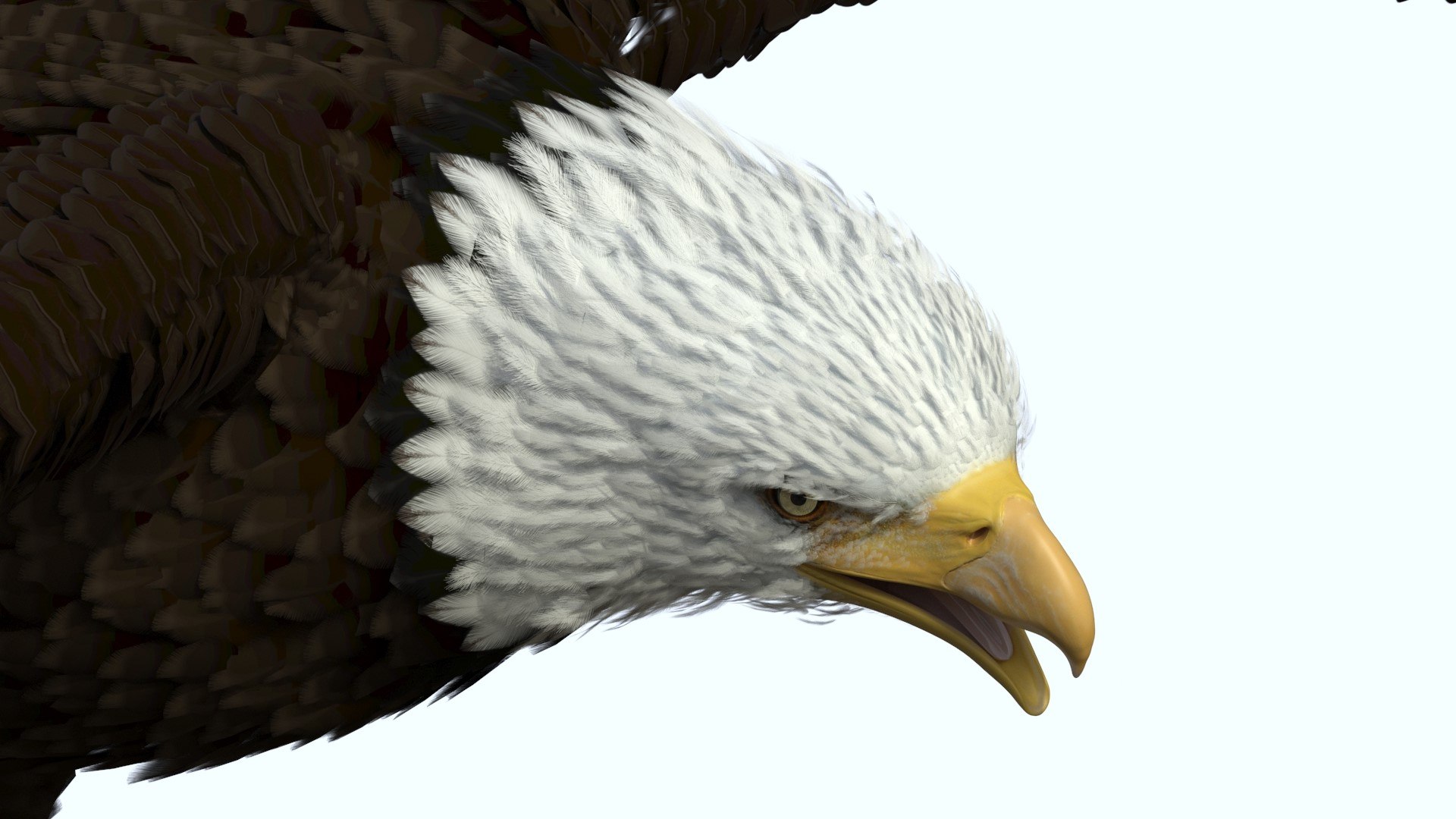 Realistic Bald Eagle Rigged 3D model preview
