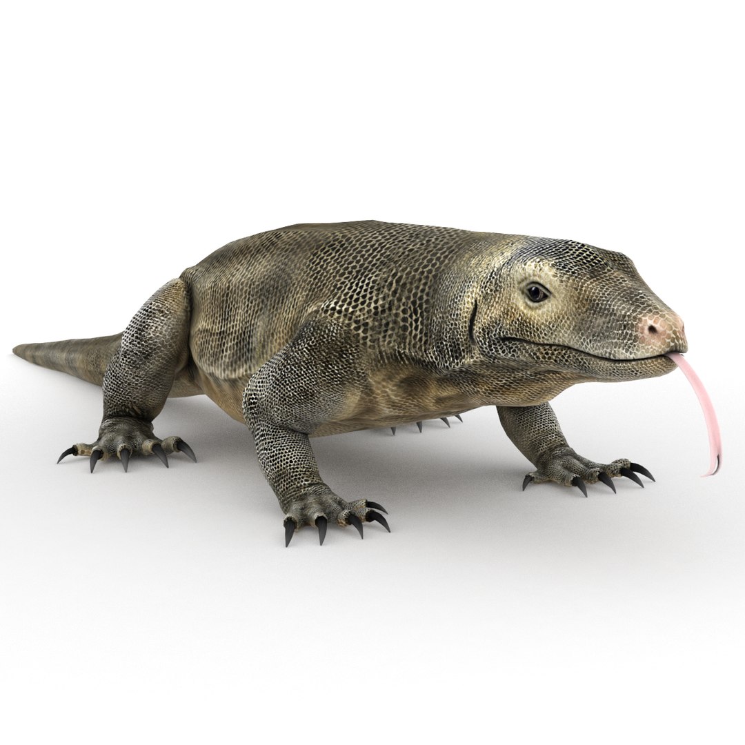 komodo dragon 3D model https://p.turbosquid.com/ts-thumb/ok/2y1iaq/ZvGi15xs/komododragon_0001/png/1558890622/1920x1080/fit_q87/60a6b5a14e6fcdf63644dc62e7a39d699169c505/komododragon_0001.jpg