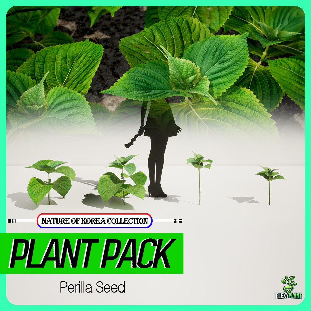 Realistic Korean Perilla Seed Plant Model Ii Game Ready Ii Lod Model Turbosquid