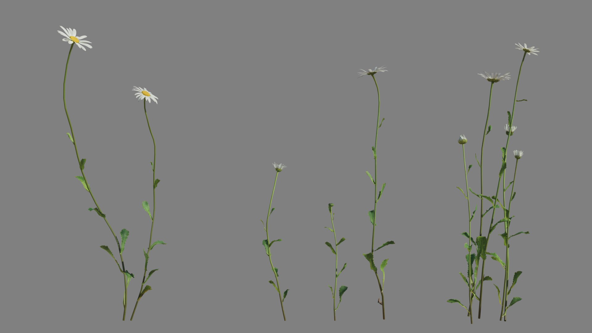 Daisy Model - TurboSquid 1925278