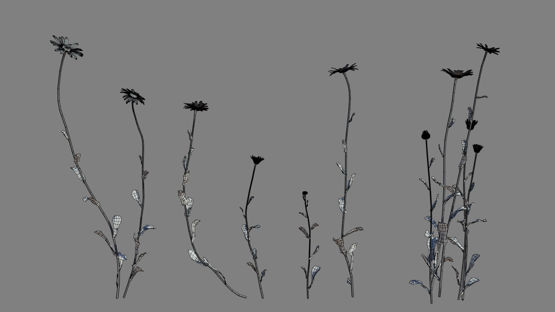 Daisy Model - TurboSquid 1925278