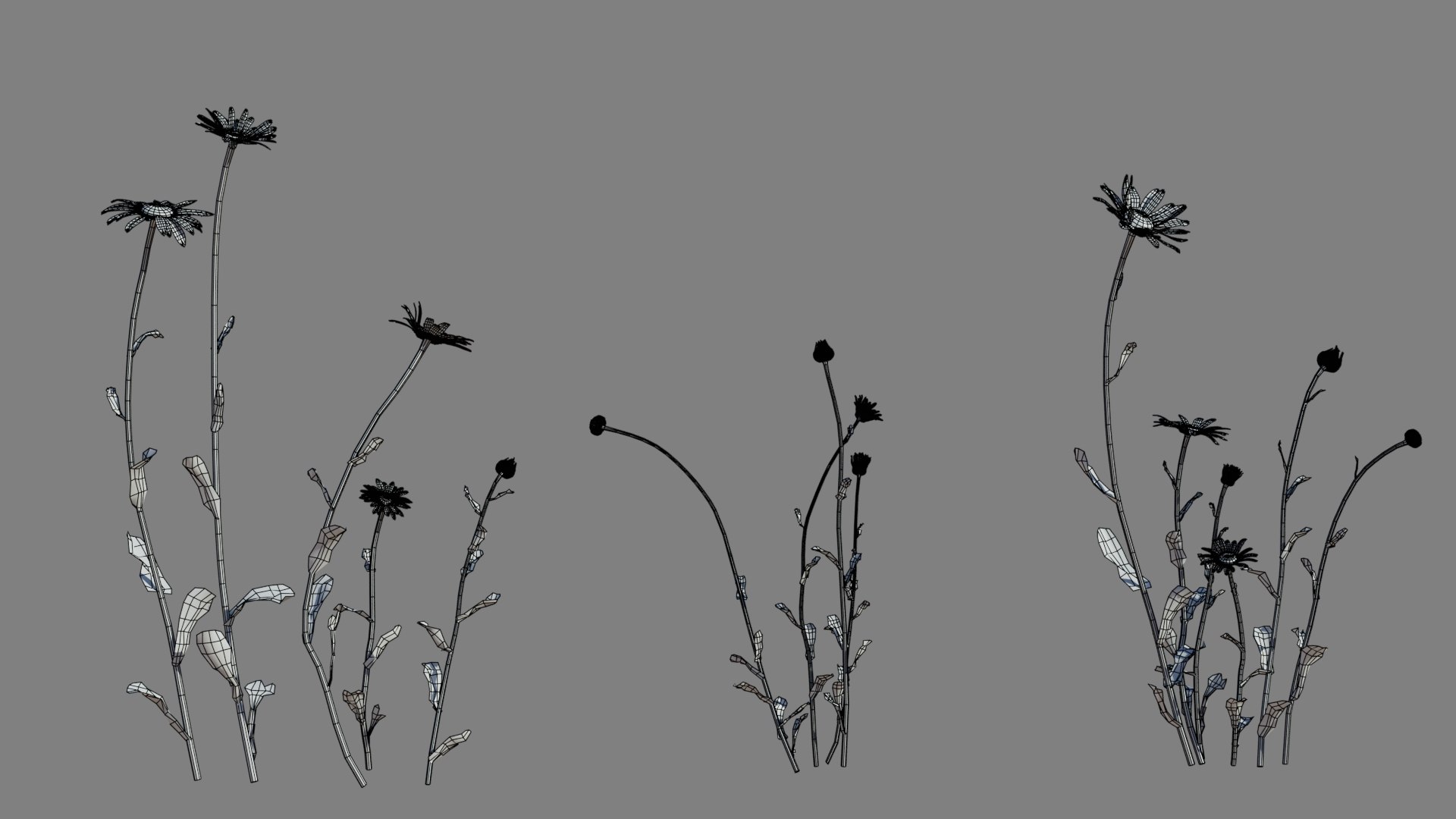 Daisy Model - TurboSquid 1925278