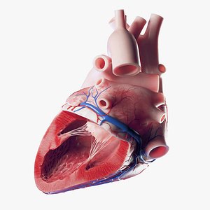 3D Medically accurate lateral cross-section of the Human Heart model