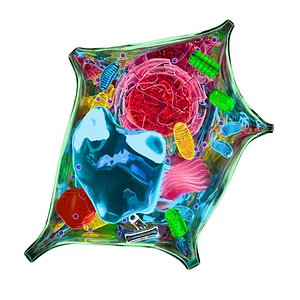 3D plant cell
