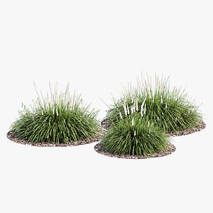 Ornamental grass 3D model
