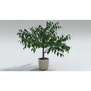 laos Aesculus turbinata