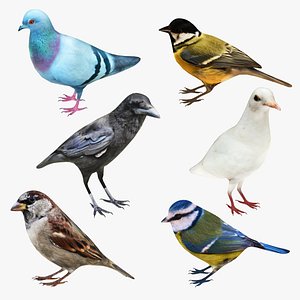 Bird Collection 6 in 1