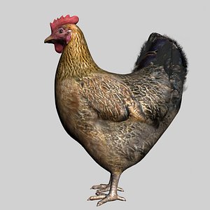 chicken