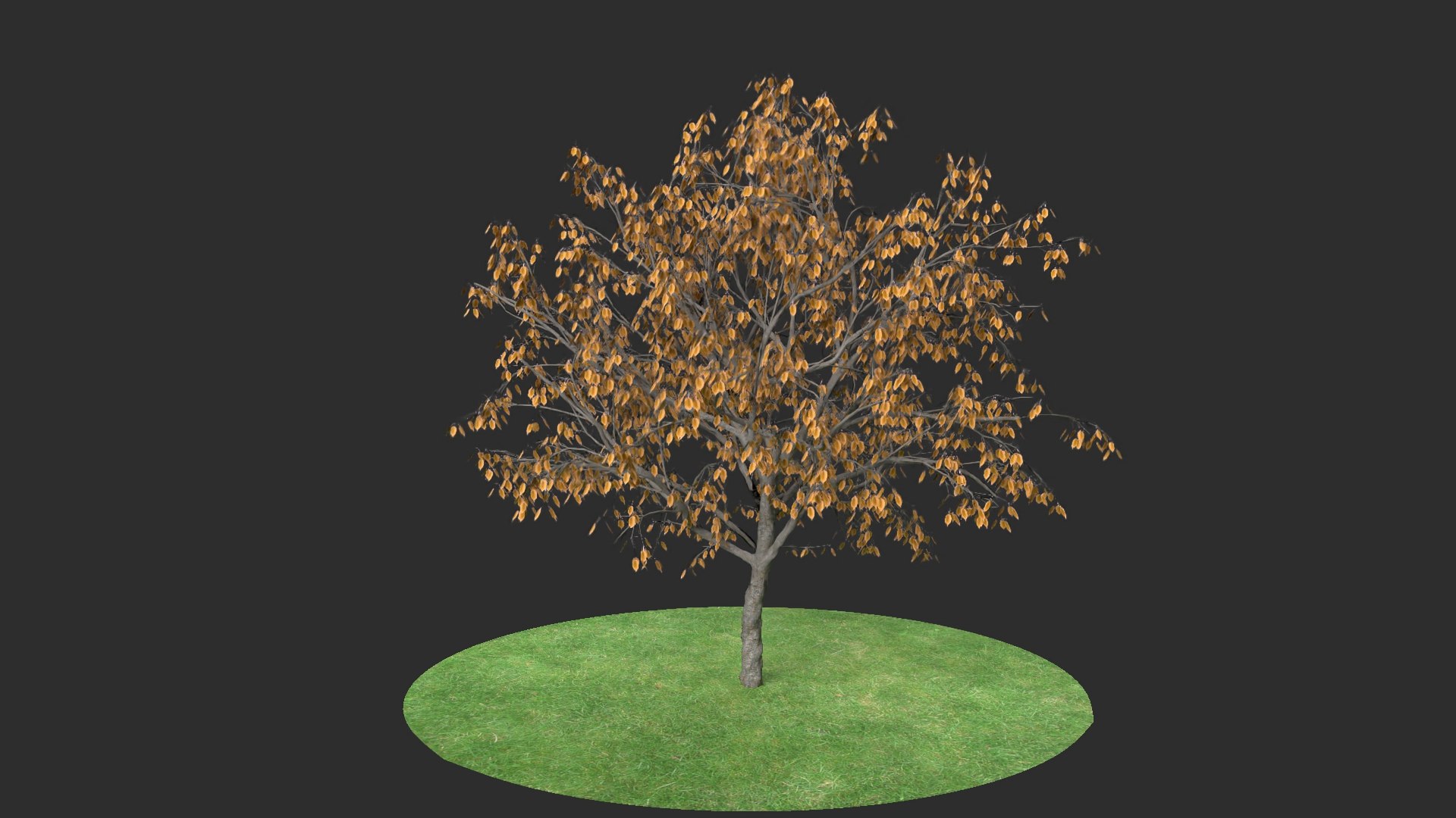 Apricot Autumn Hight 3D Model - TurboSquid 1619450