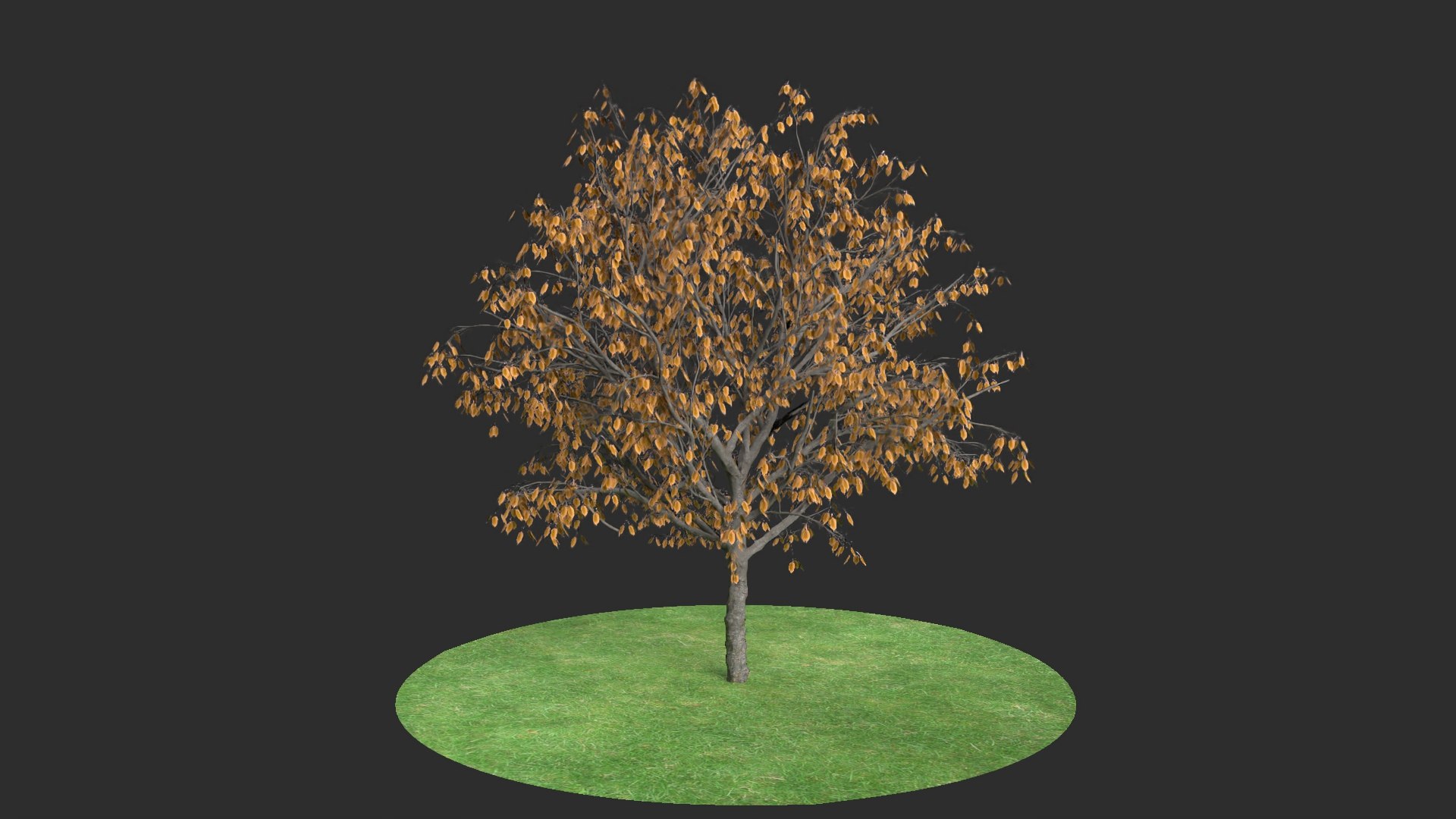 Apricot Autumn Hight 3D Model - TurboSquid 1619450