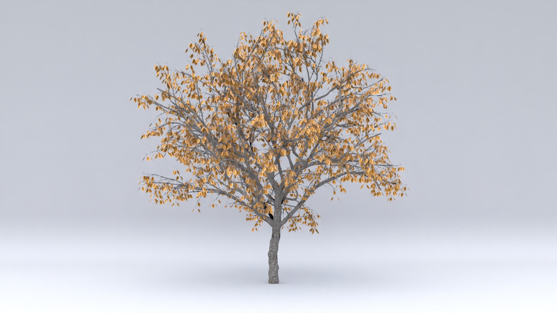 Apricot Autumn Hight 3D Model - TurboSquid 1619450