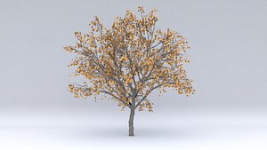 apricot autumn hight 3D model