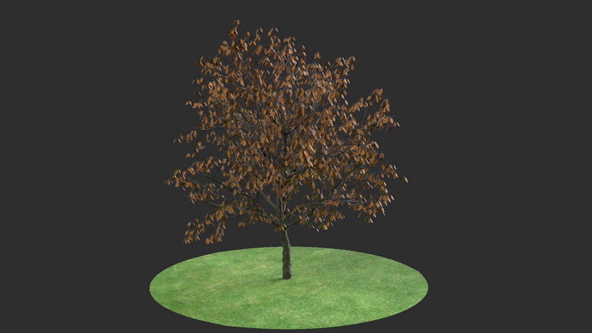 Apricot Autumn Hight 3D Model - TurboSquid 1619450