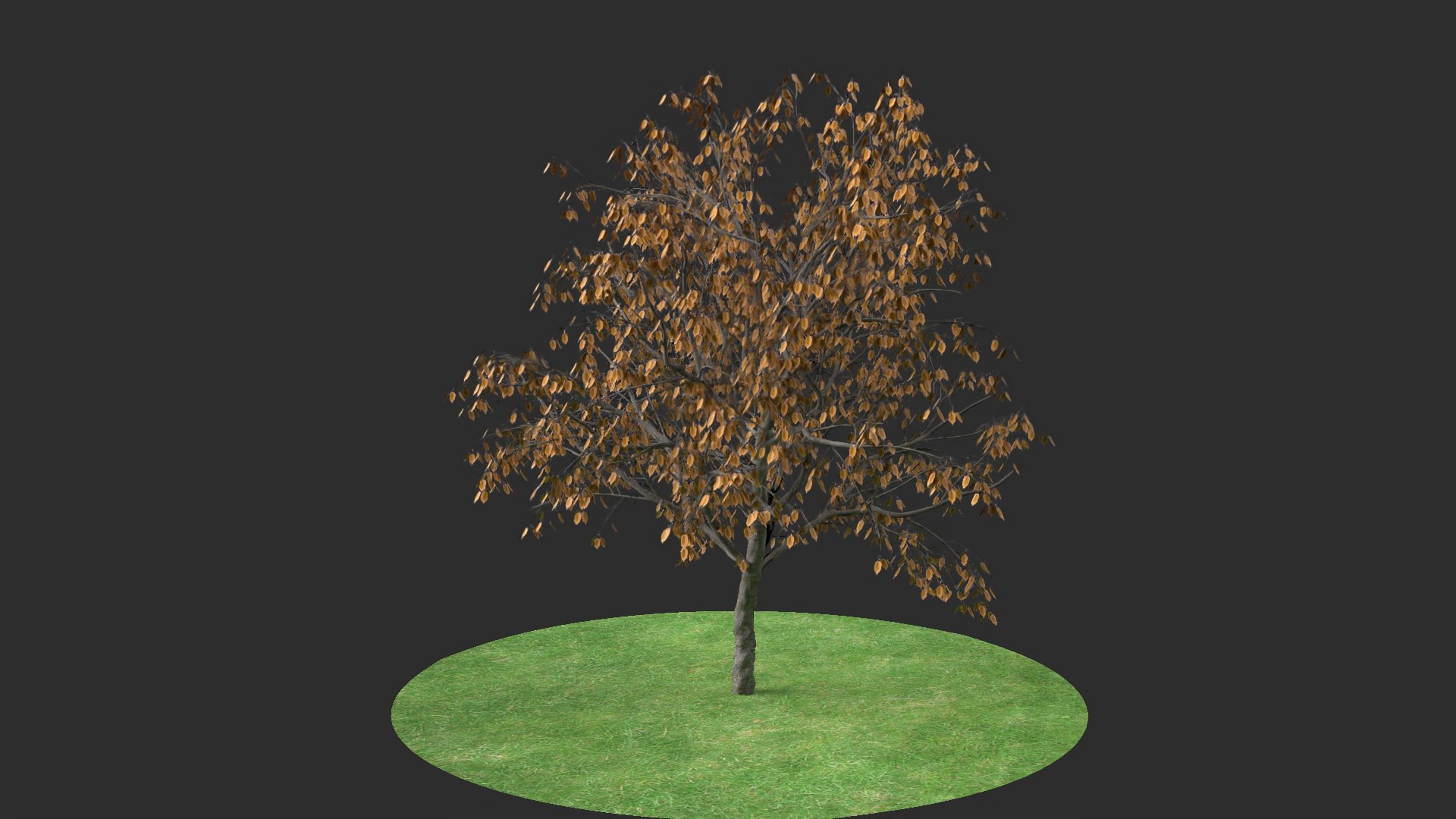 Apricot Autumn Hight 3D Model - TurboSquid 1619450