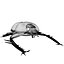 Scarab