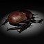 Scarab