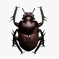 Scarab