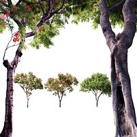 Dolonix regia