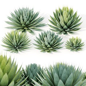3D Agave plant