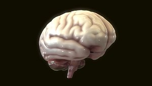 Human Brain