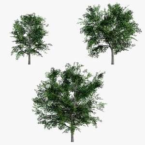 Maple Tree STL Models for Download | TurboSquid