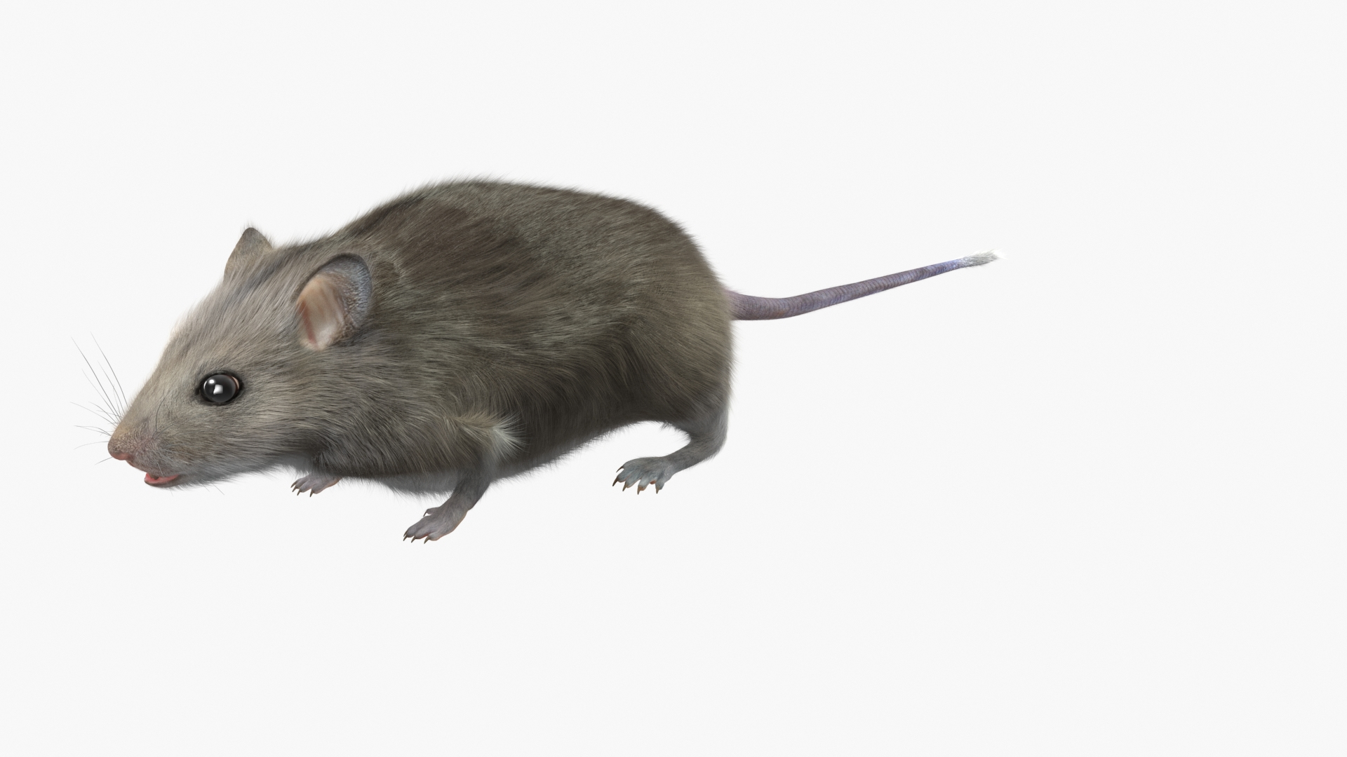 Small Gray Mouse Fur model https://p.turbosquid.com/ts-thumb/ol/5dncFQ/6g/small_gray_mouse_fur_360/jpg/1770163235/1920x1080/turn_fit_q99/e38938387280891de954460153a24382be835208/small_gray_mouse_fur_360-1.jpg