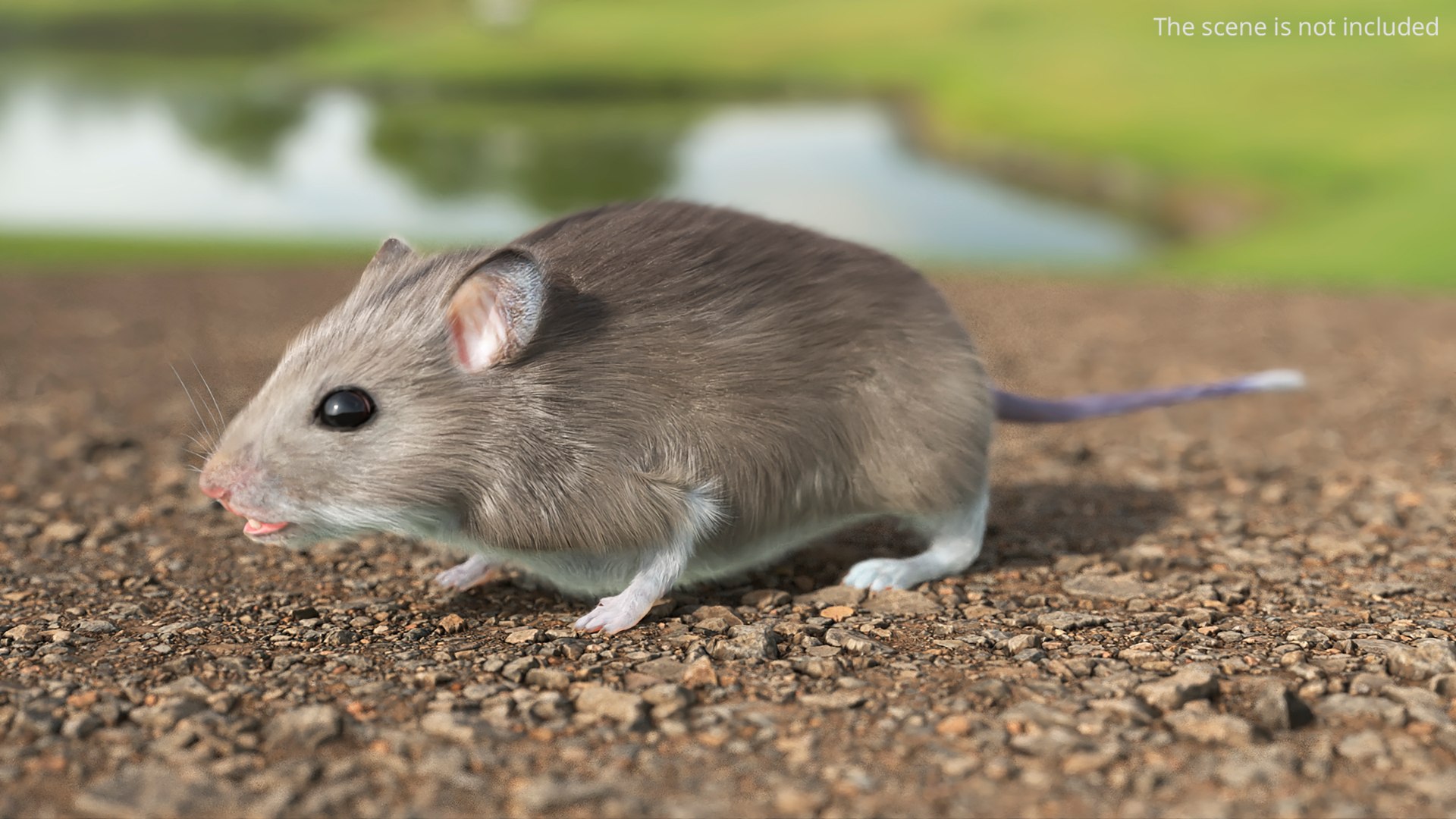 Small Gray Mouse Fur model https://p.turbosquid.com/ts-thumb/ol/5dncFQ/rz/small_gray_mouse_fur_002/jpg/1770163302/1920x1080/fit_q87/07b04b0ae1fb23fdd0f40a032b1042c58d93e820/small_gray_mouse_fur_002.jpg