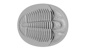 elrathia kingii trilobites 3D